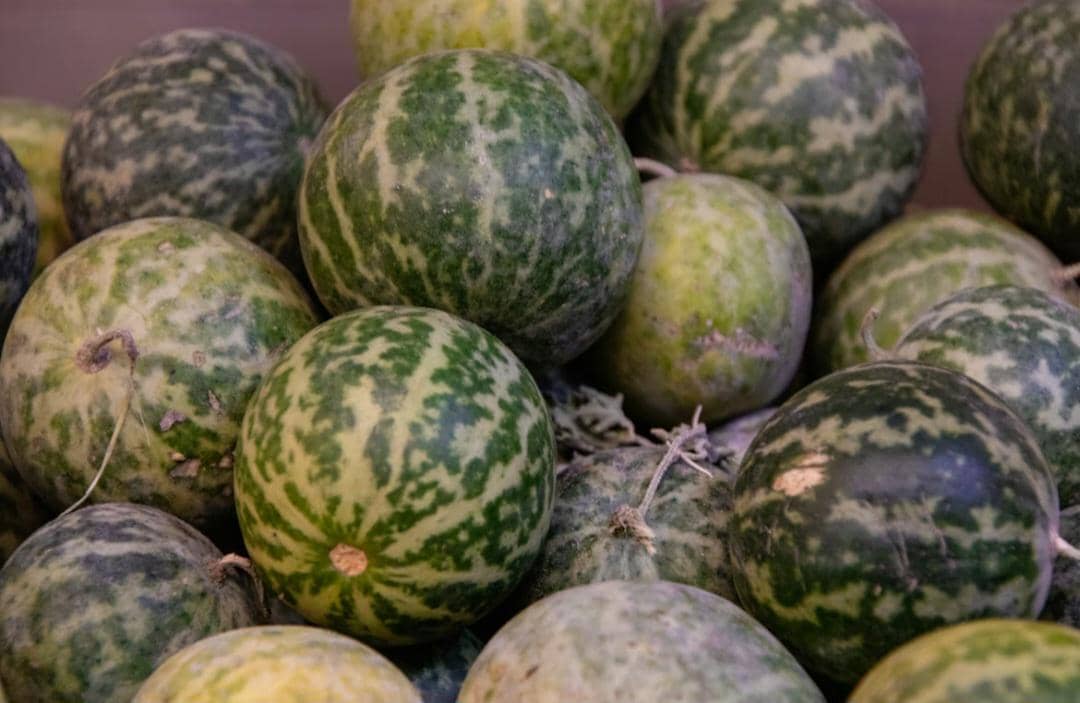 ilustrasi buah semangka