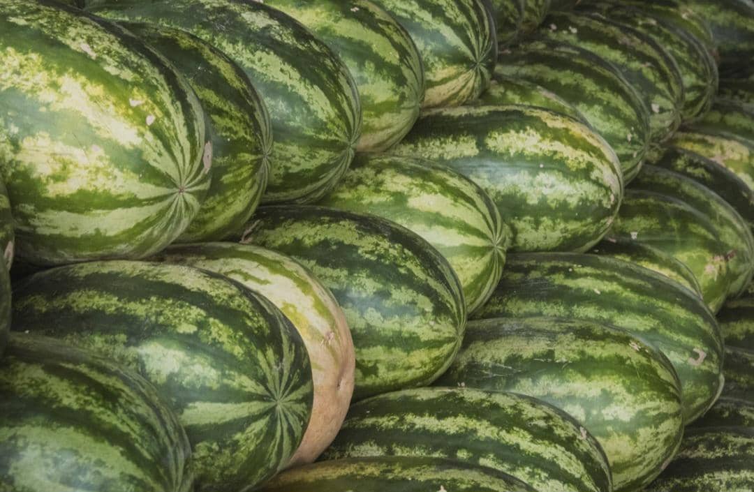 ilustrasi buah semangka