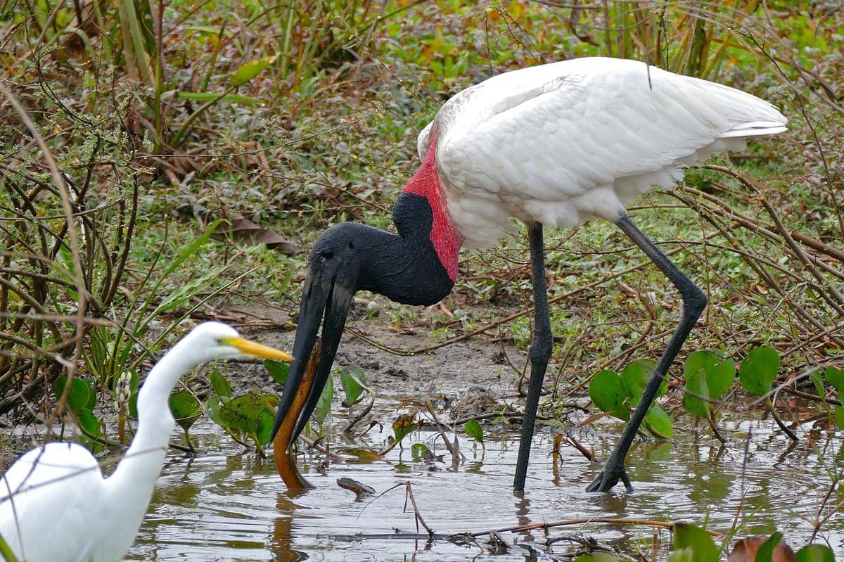potret jabiru yang merupakan salah satu bangau terbesar di benua Amerika