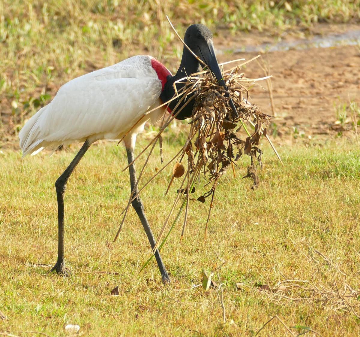 potret jabiru, bangau yang tingginya mencapai sekitar 5 kaki