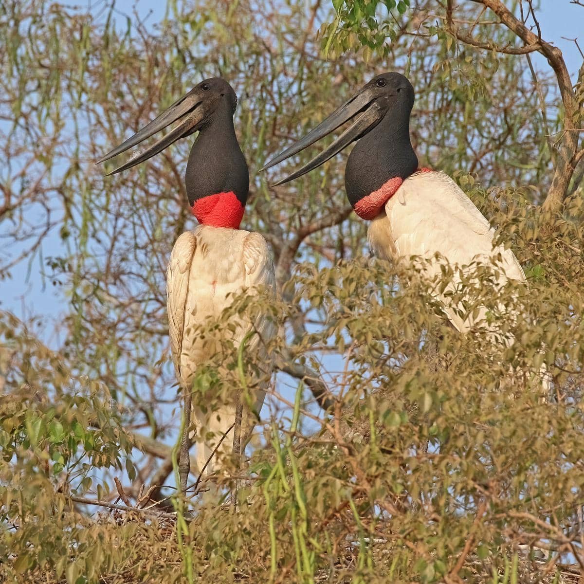 potret jabiru dengan kantong merah di leher yang menjadi ciri khasnya