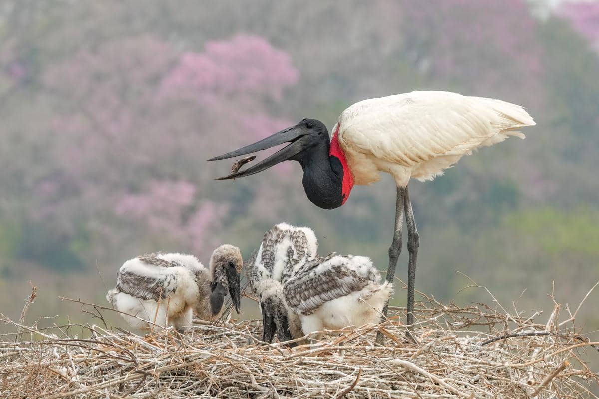 5 Fakta Jabiru, Bangau Raksasa yang Hampir Setinggi Manusia