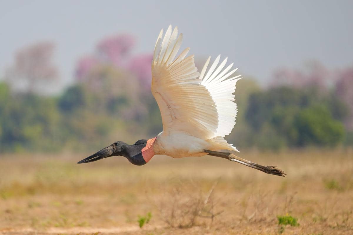 potret jabiru yang terbang dengan memanfaatkan arus udara