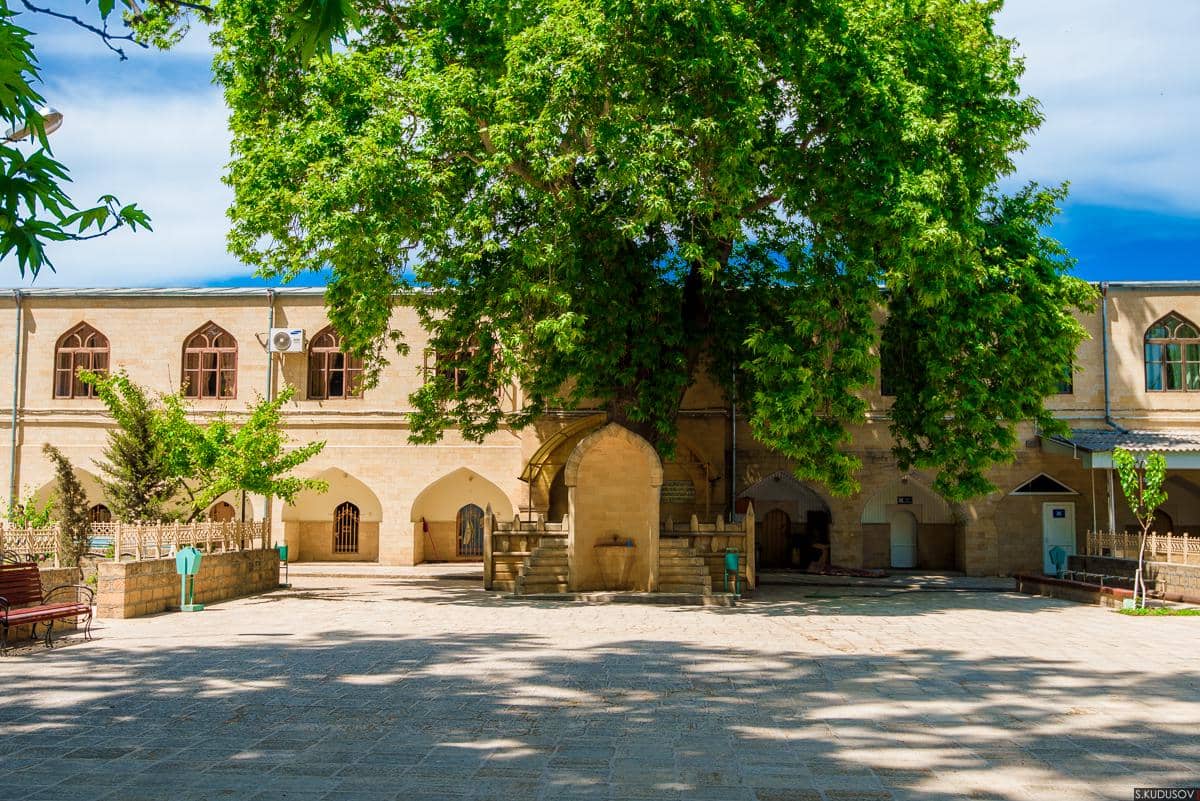 Pohon platanus oriental (Platanus orientalis) besar dan kuno yang terletak di depan Masjid Juma di Derbent, Rusia.