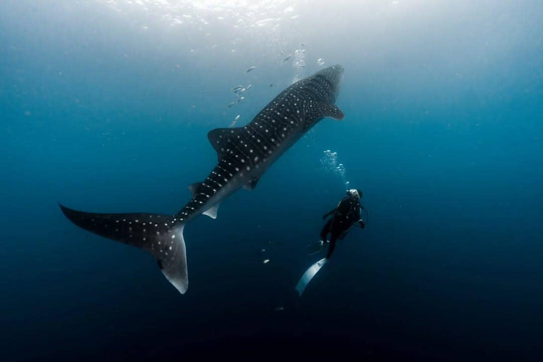 Momen perdana Omara Esteghlal menyelam bersama hiu paus