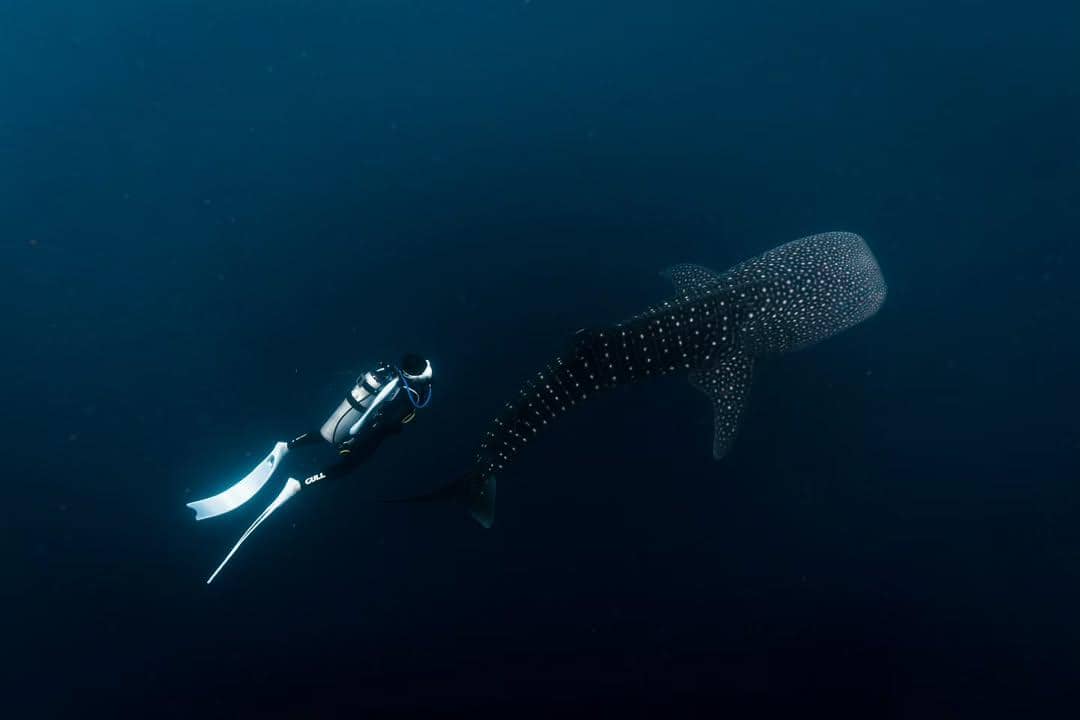 Momen perdana Omara Esteghlal menyelam bersama hiu paus