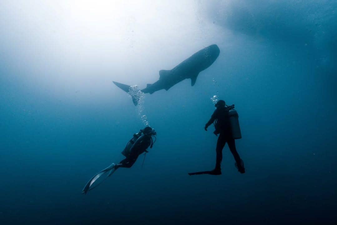 Momen perdana Omara Esteghlal menyelam bersama hiu paus