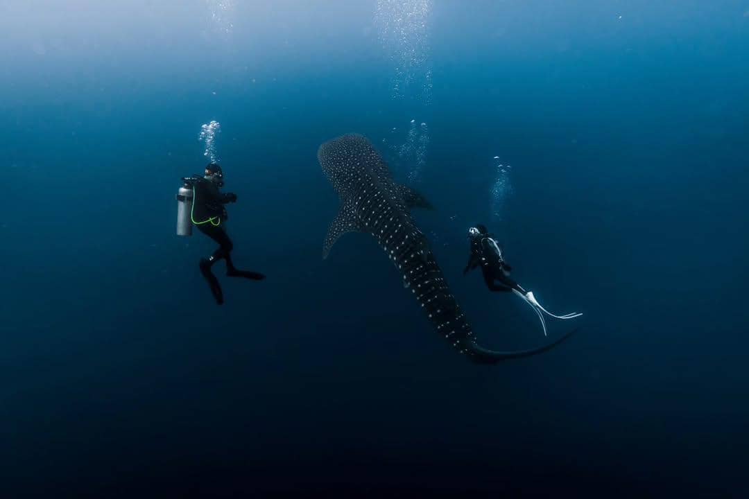 Momen perdana Omara Esteghlal menyelam bersama hiu paus