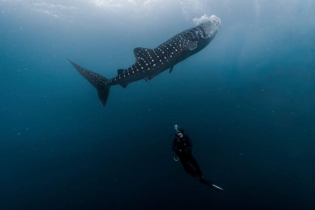 Momen perdana Omara Esteghlal menyelam bersama hiu paus