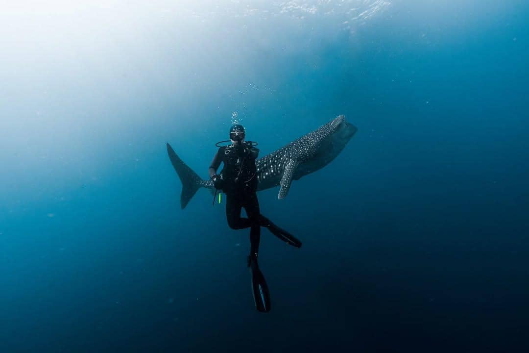 9 Momen Perdana Omara Esteghlal Menyelam bersama Hiu Paus
