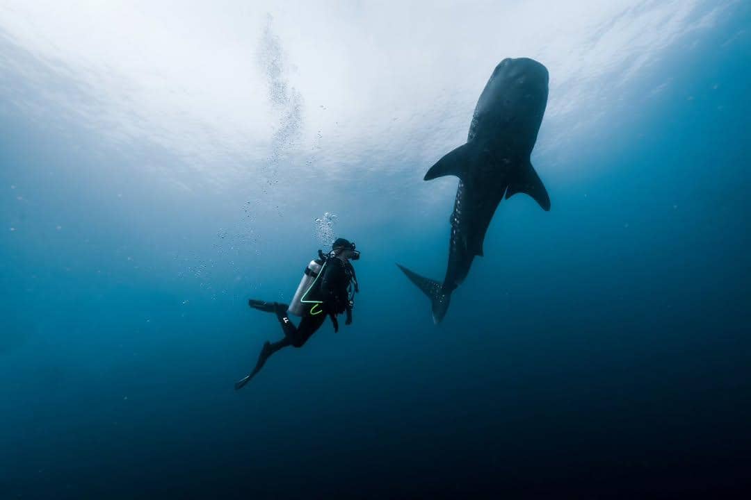 Momen perdana Omara Esteghlal menyelam bersama hiu paus