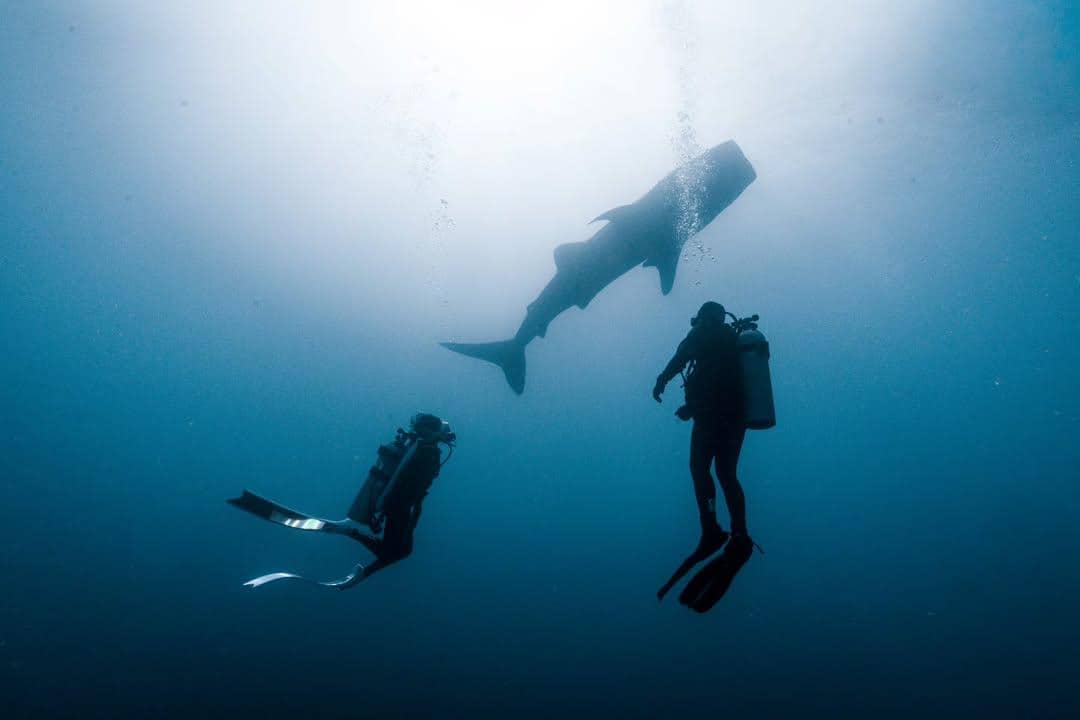 Momen perdana Omara Esteghlal menyelam bersama hiu paus