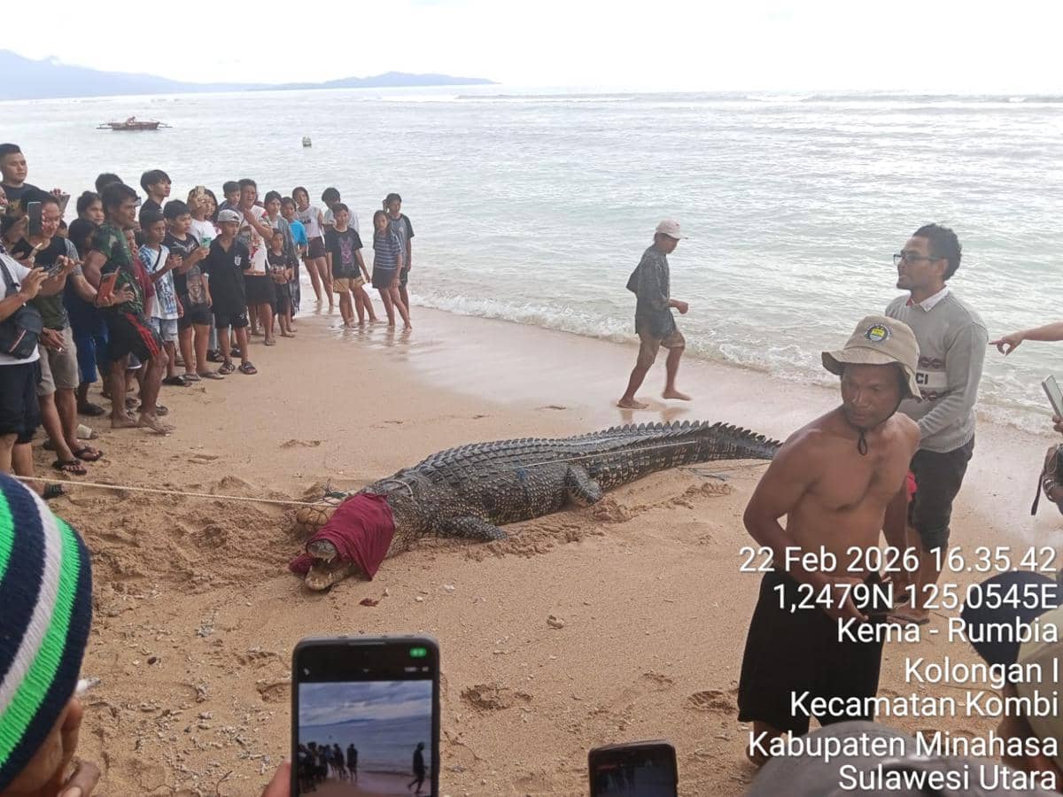 Seekor buaya ditangkap di Pantai Kolongan, Minahasa, Sulawesi Utara, Minggu (22/2/2026). Dok. Polsek Kombi