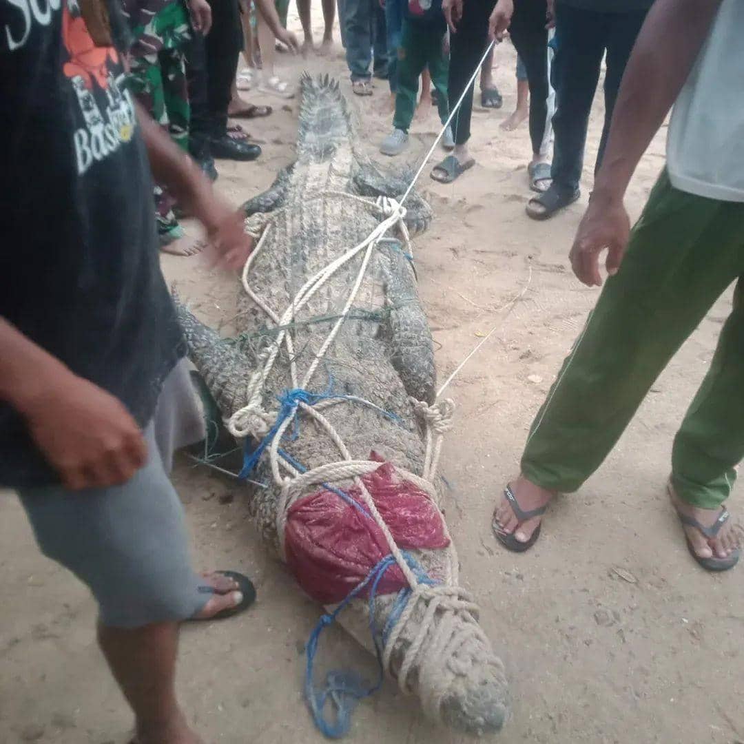 Seekor buaya ditangkap di Pantai Kolongan, Minahasa, Sulawesi Utara, Minggu (22/2/2026). Dok. Polsek Kombi