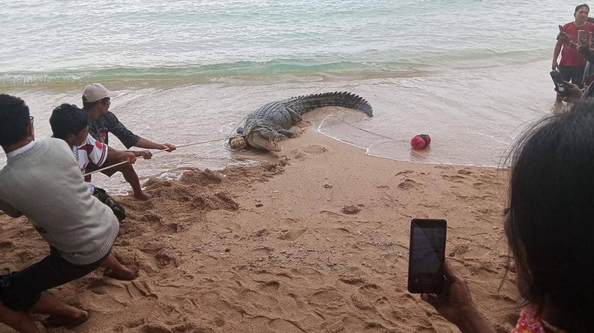Seekor Buaya Ditangkap di Pantai Kolongan Minahasa