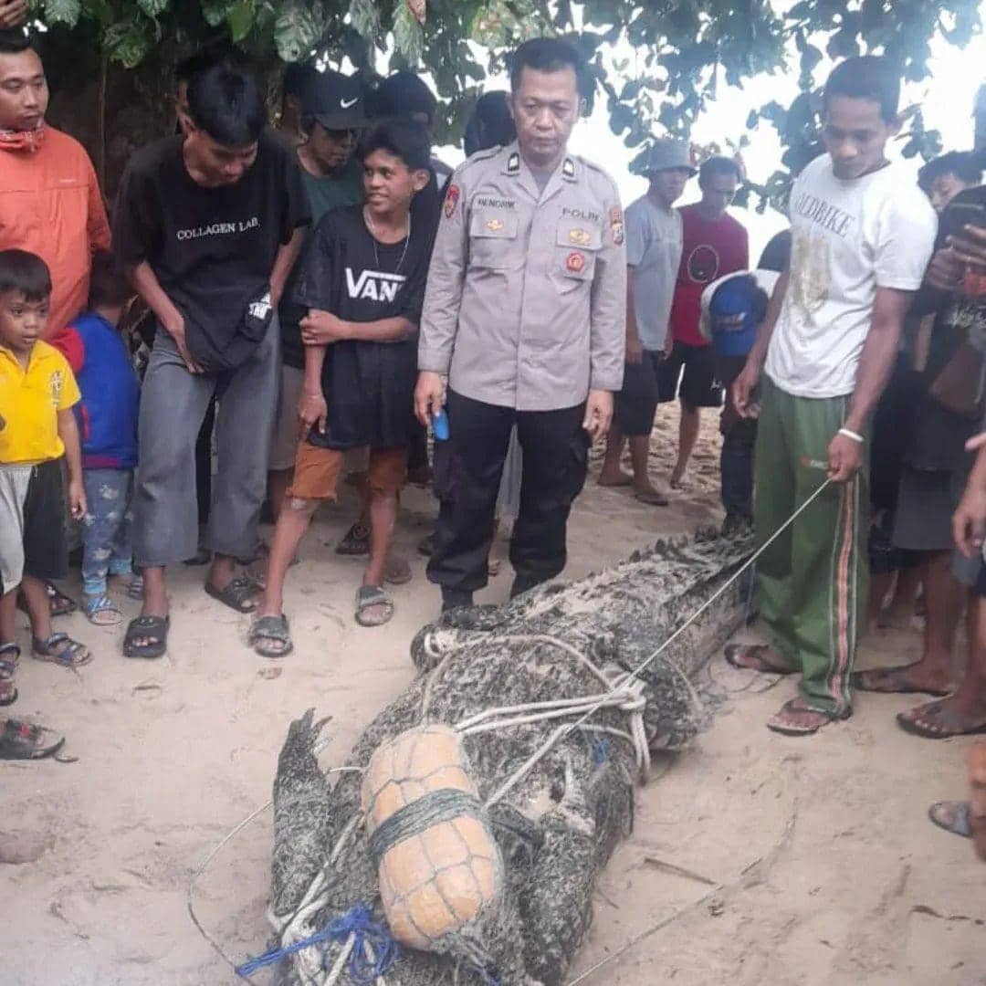 Seekor buaya ditangkap di Pantai Kolongan, Minahasa, Sulawesi Utara, Minggu (22/2/2026). Dok. Polsek Kombi
