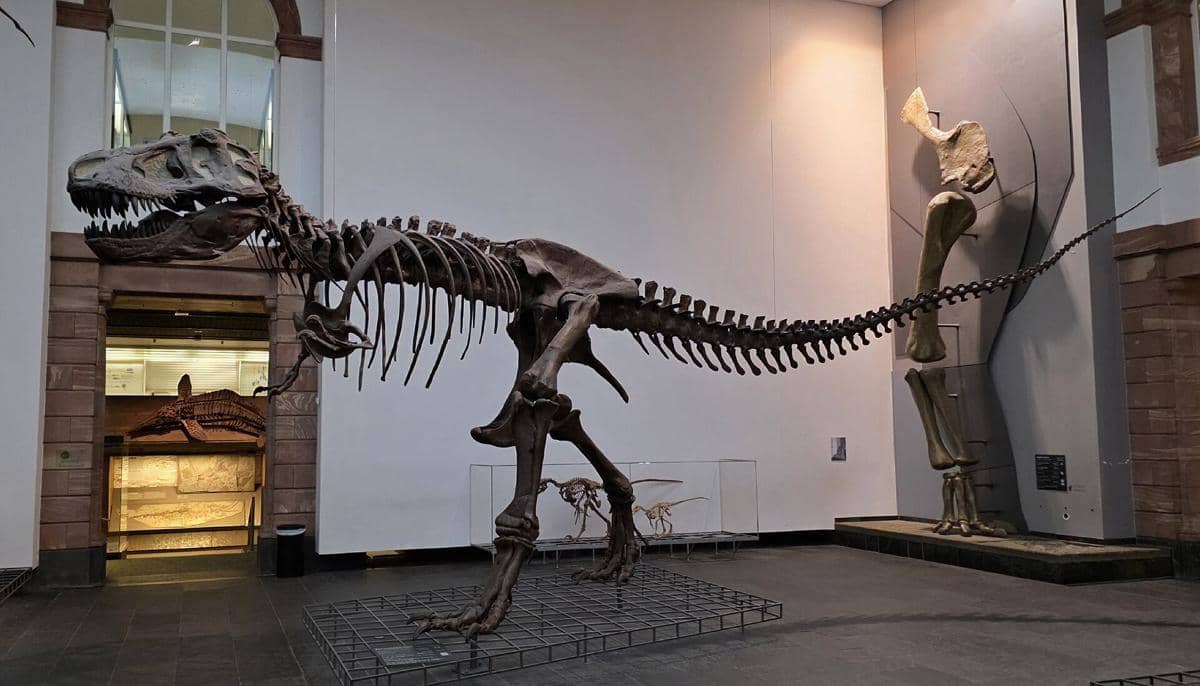 Potret Museum Senckenberg