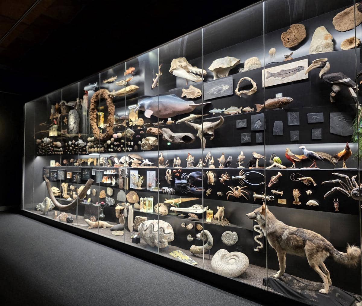 Potret Museum Senckenberg