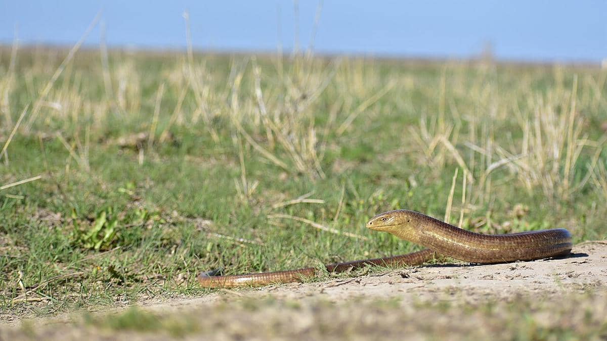 Punya Mekanisme Pertahan Unik, 4 Fakta Kadal Kaca Eropa