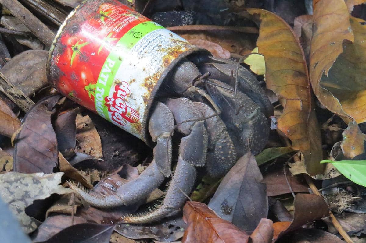 6 Hewan Laut yang Senang Bersih-bersih, Ada Apa Saja?