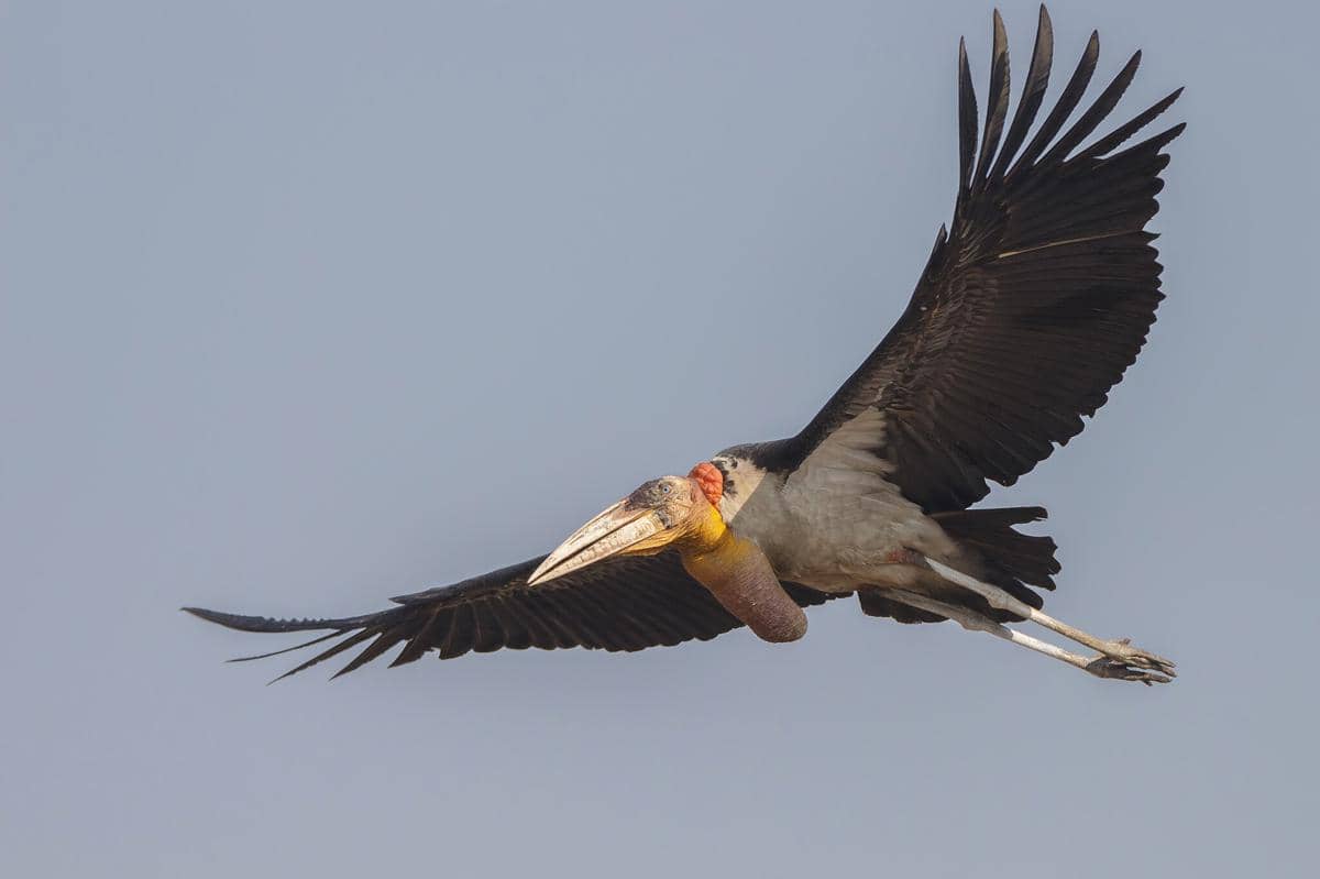 Bangau greater adjutant