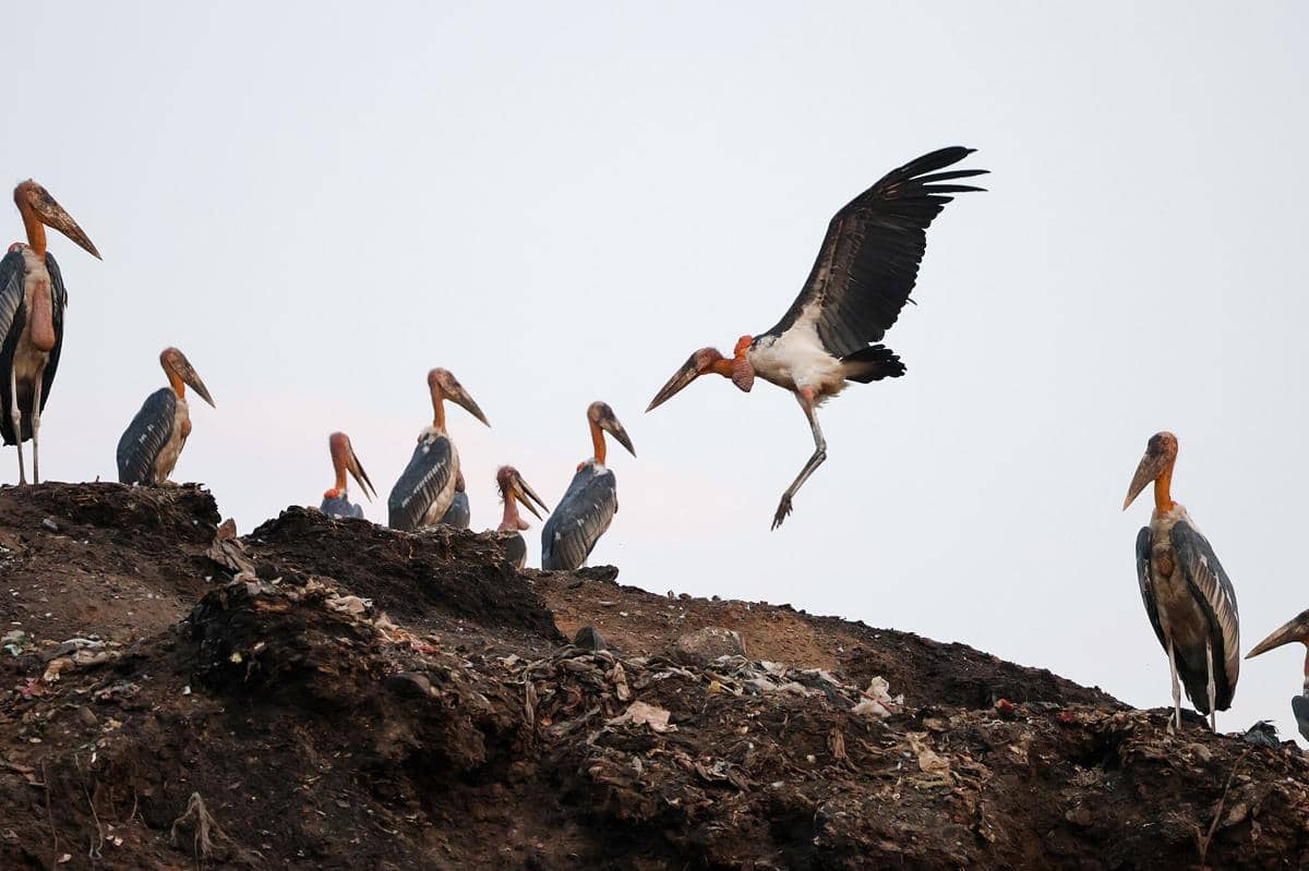 Bangau greater adjutant berada di tempat pembuangan sampah.