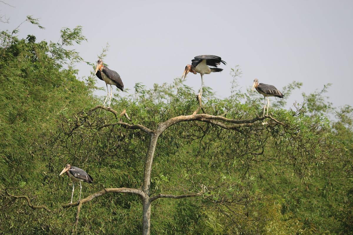 Bangau greater adjutant