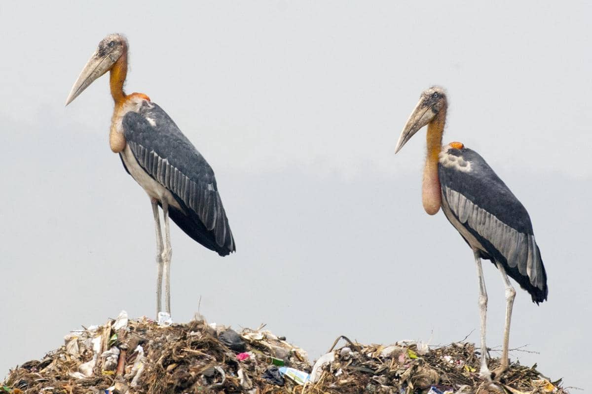 Bangau greater adjutant