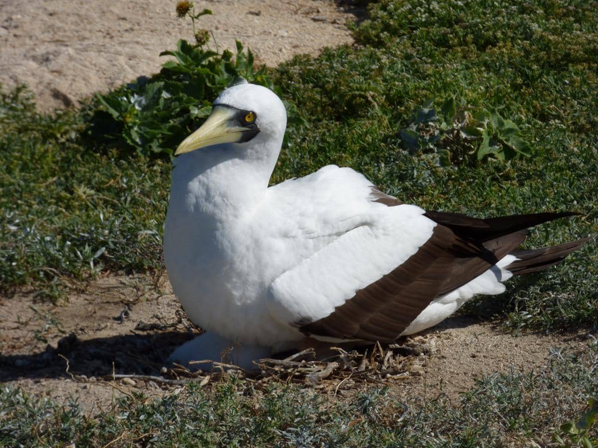 5 Burung yang Bersarang di Tanah, Punya Cara Unik Melindungi Telurnya