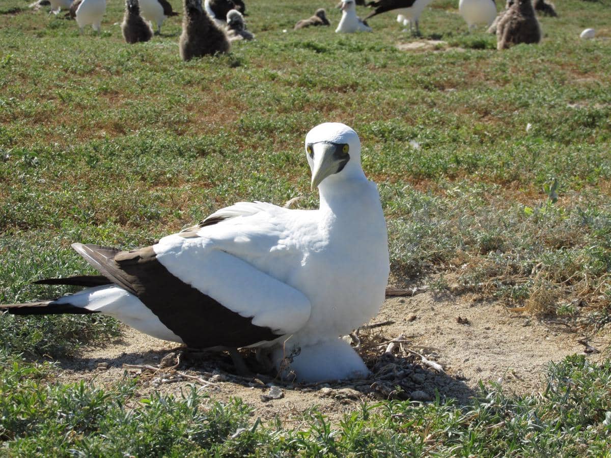 potret Masked Booby sedang mengerami terlurnya di sarang tanah terbuka