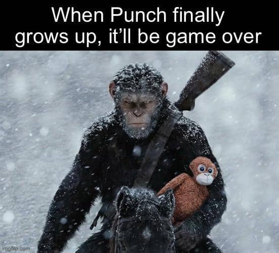 meme monyet Punch