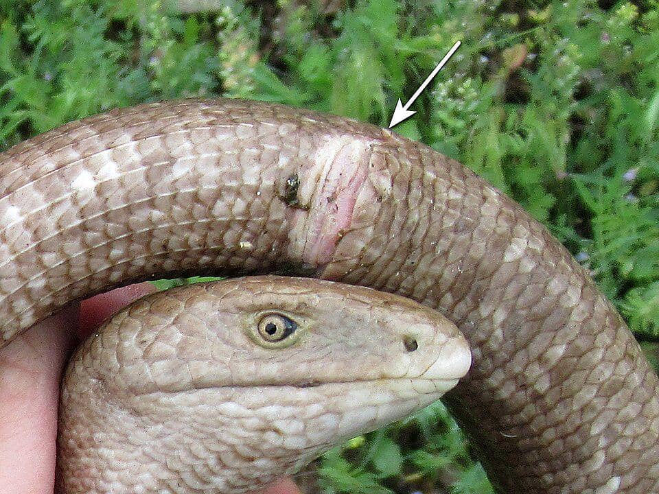 kaki kadal kaca eropa