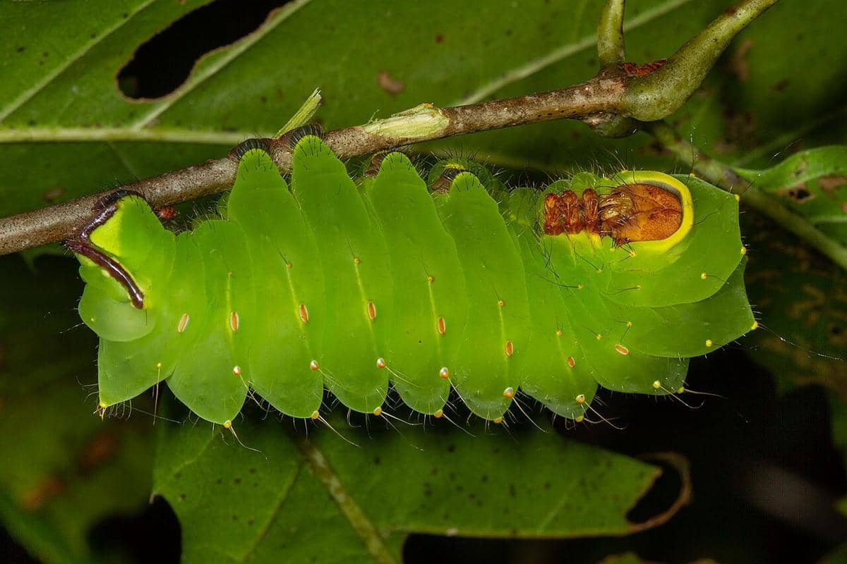larva ngengat polyphemus