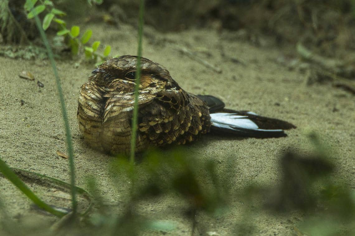 potret Buff-collared Nightjar, burung yang tidak membangun sarang dan mengandalkan kamuflase