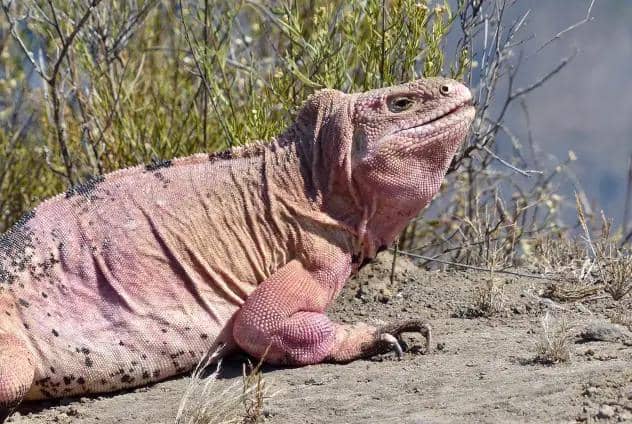 Iguana darat pink galapagos