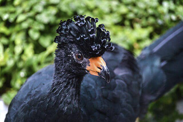 5 Fakta Wattled Curassow, Burung Langka Amazon dengan Jambul Khas