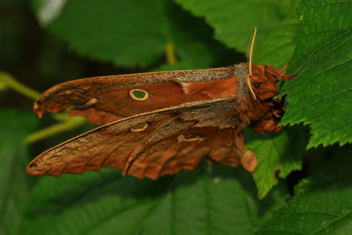 ngengat polyphemus