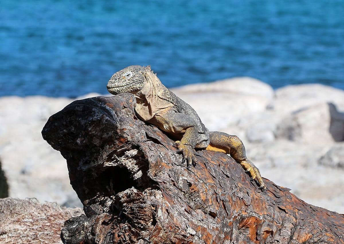 Iguana darat pink galapagos
