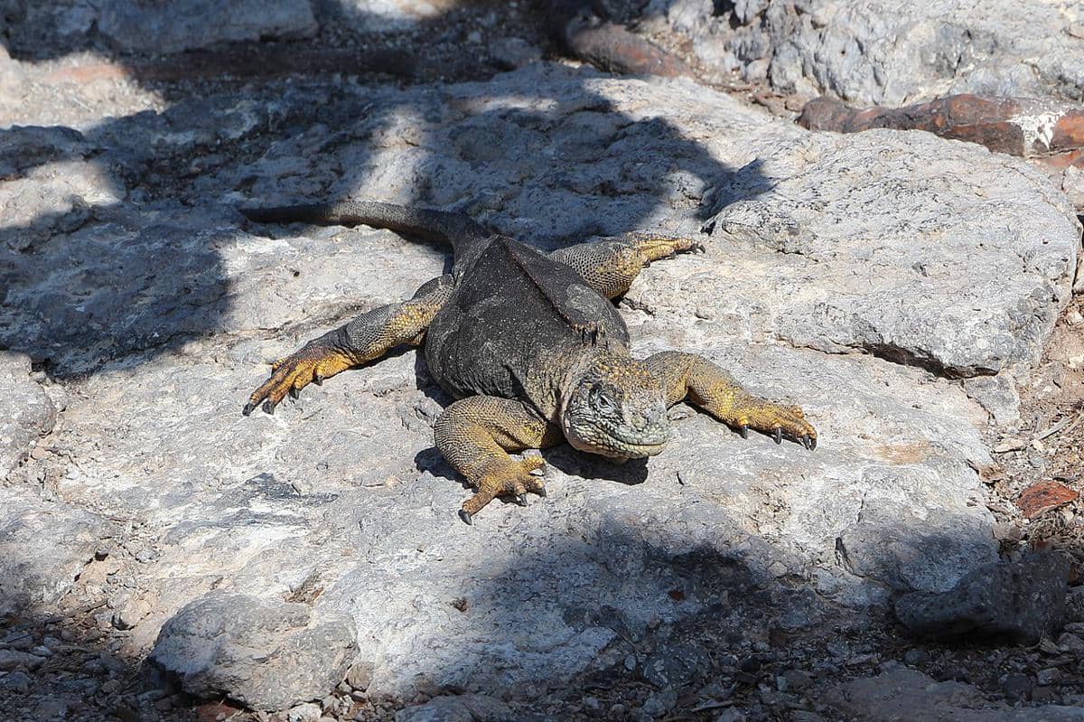 Iguana darat pink galapagos