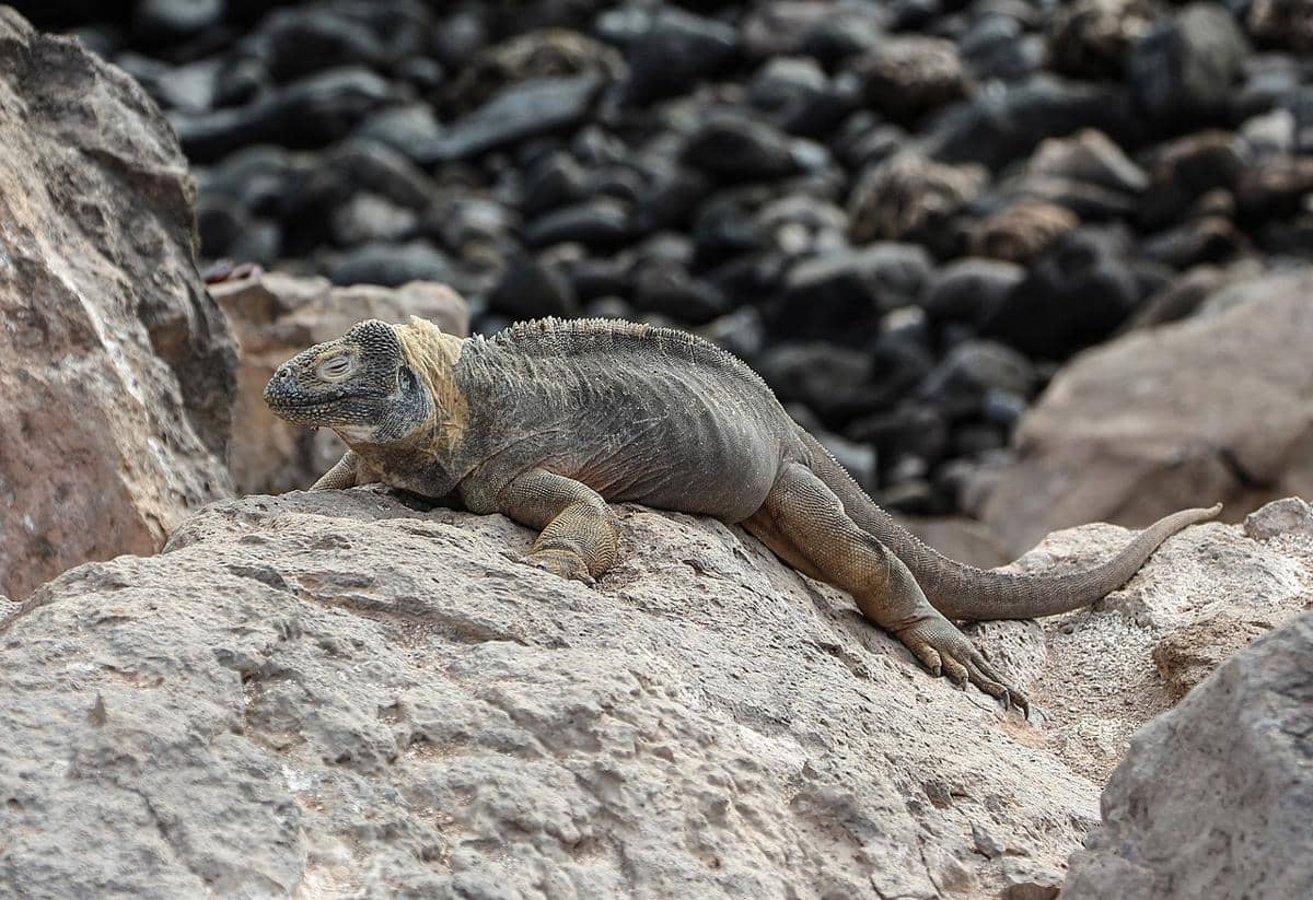 5 Fakta Iguana Darat Pink Galapagos, Spesies Baru yang Terancam Punah