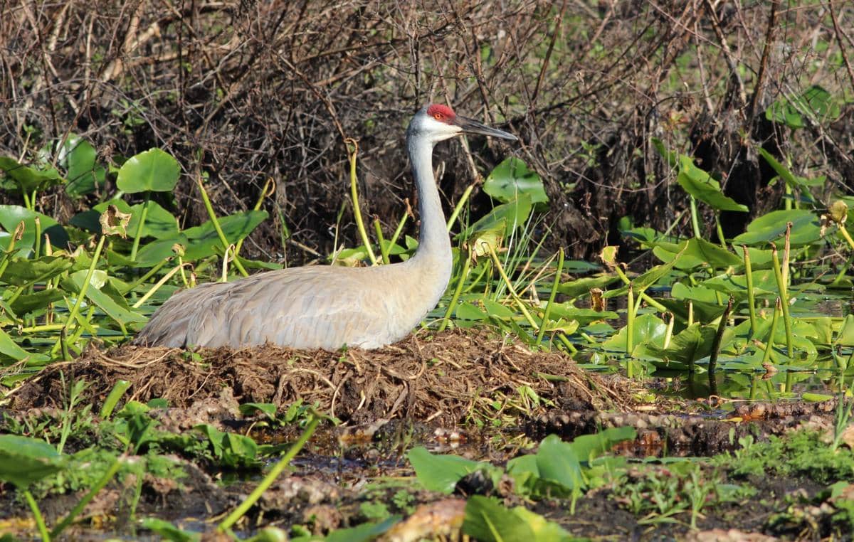 potret Bangau Sandhill di sarangnya 