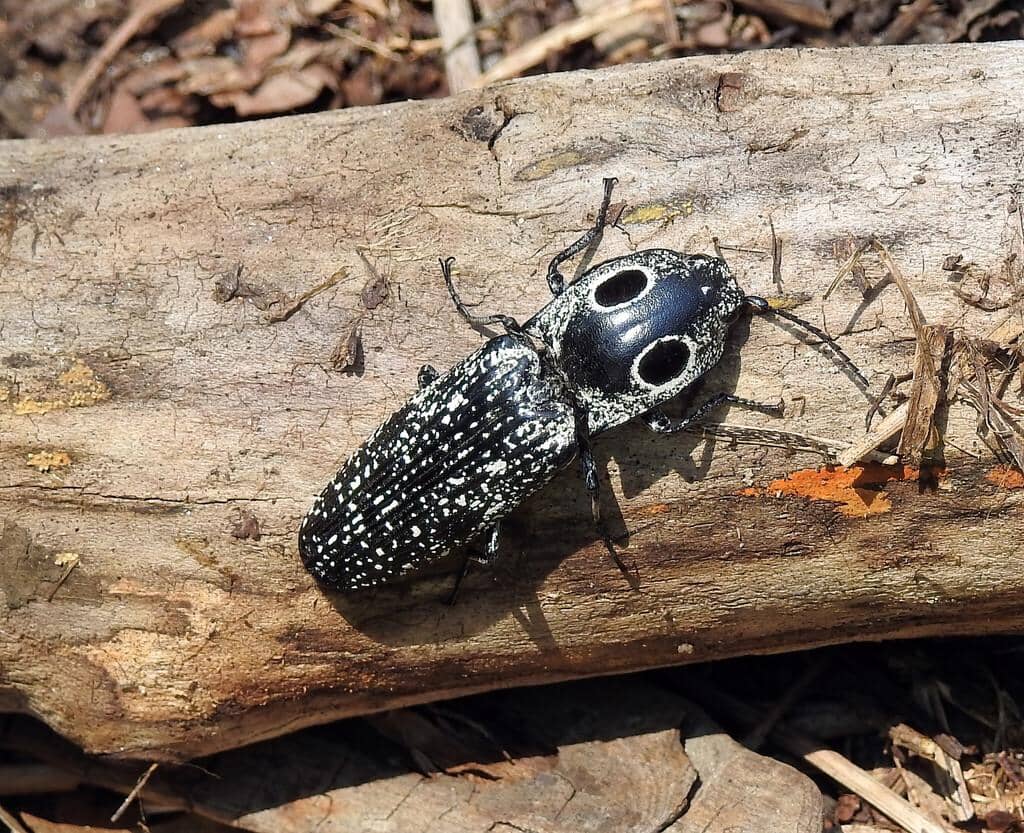 Kumbang Alaus oculatus