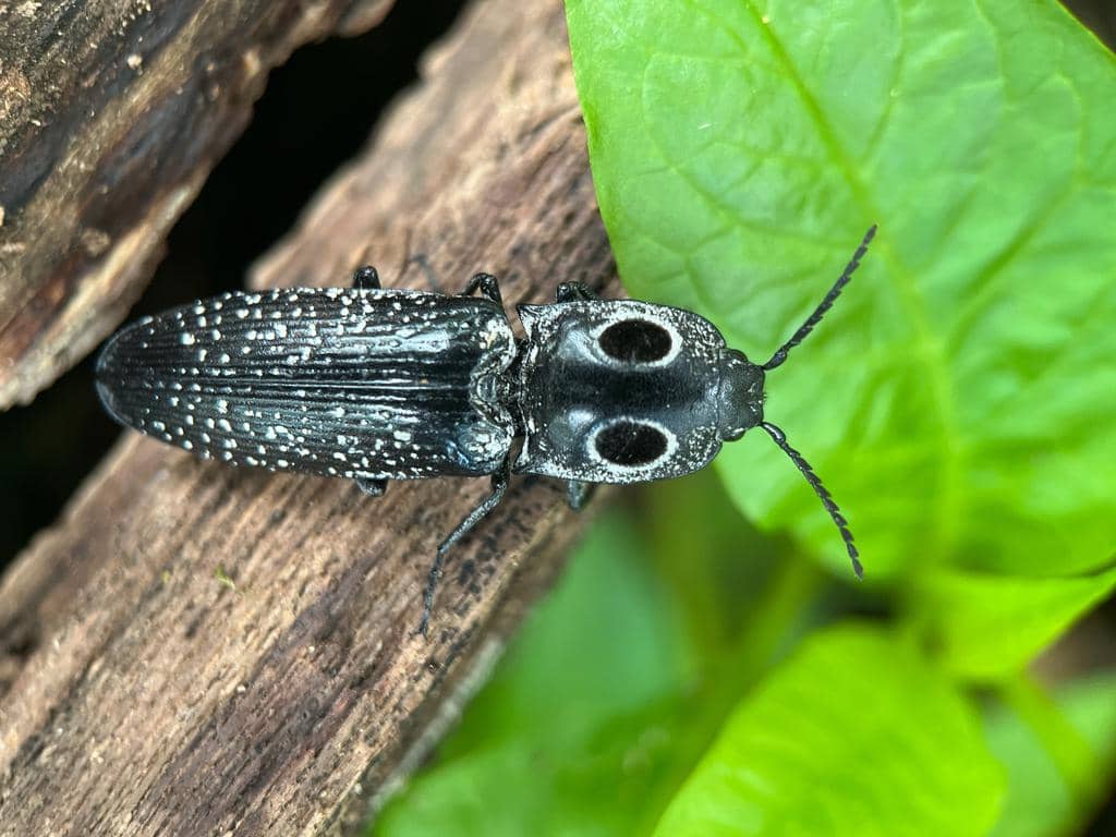 Kumbang Alaus oculatus