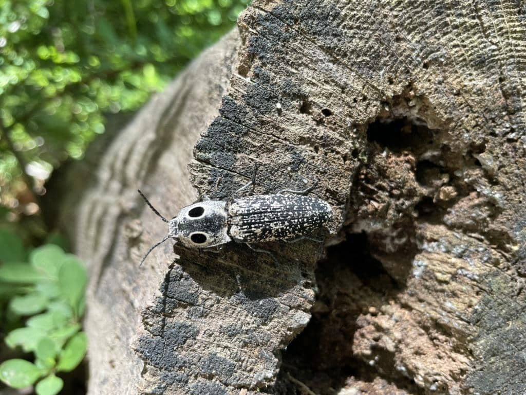 Kumbang Alaus oculatus