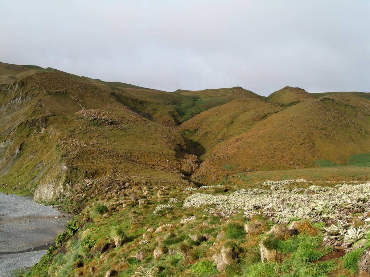 potret lanskap Pulau Macquarie yang pernah mengalami kerusakan ekosistem
