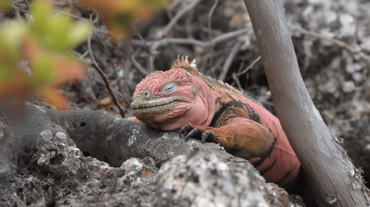 Iguana darat pink galapagos