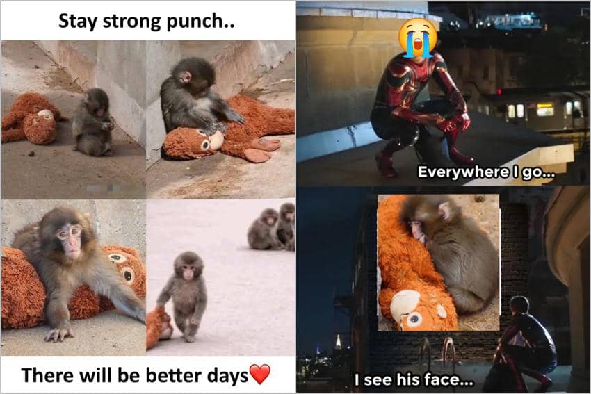 8 Meme Bayi Monyet Punch yang Viral, Bawa Boneka ke Mana-Mana!