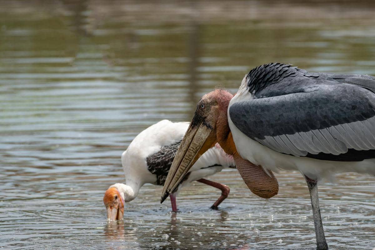 Bangau greater adjutant