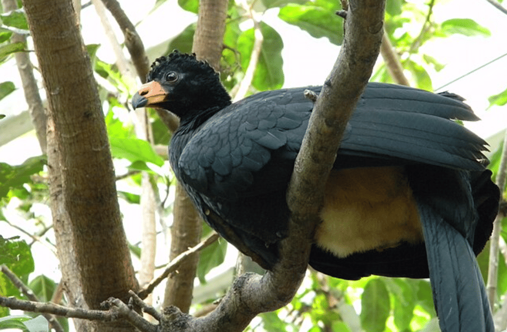 burung wattled curassow
