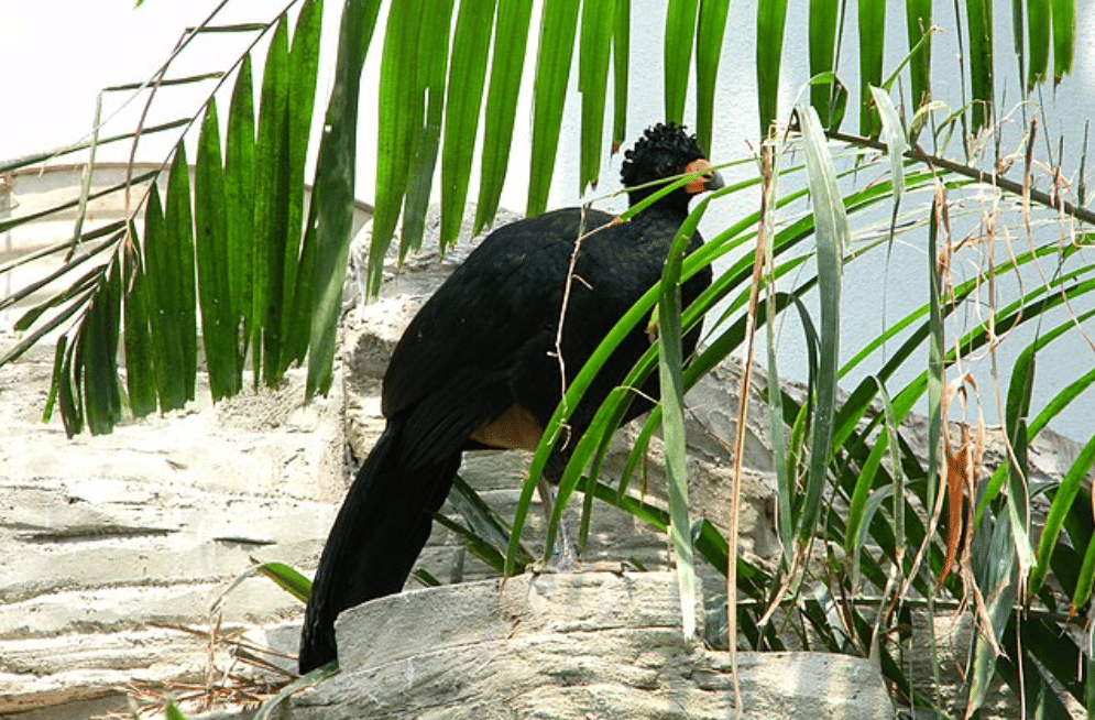 burung wattled curassow